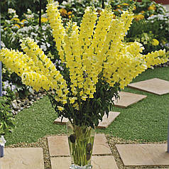 Насіння Левиний зів (Антиррінум) високорослий Опус F1 Жовтий 100 насінин Syngenta