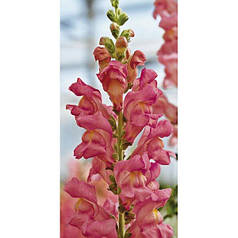 Насіння Левиний зів (Антиррінум) високорослий Опус F1 Пінк 100 насінин Syngenta