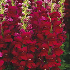 Насіння Левиний зів (Антиррінум) високорослий Опус F1 Червоний 100 насінин Syngenta