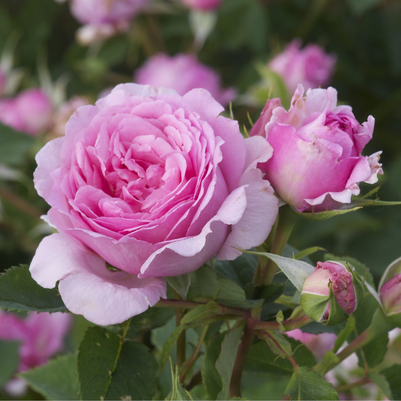 Саджанці плетистої троянди Бенвеню (Rose climber Bienvenue), фото 1