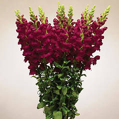 Насіння Левиний зів (Антиррінум) високорослий  Потомак F1 Сrimson 100 насінин Pan American