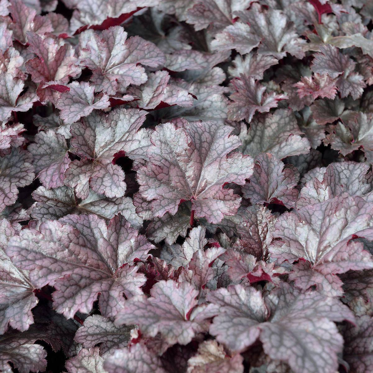 Саджанці Гейхери Роуз Кварц (Heuchera Rose Quartz) P9, фото 1
