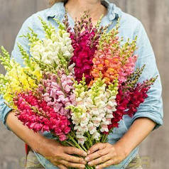 Насіння Левиний зів (Антиррінум) високорослий  Потомак F1 Mix 100 насінин Pan American