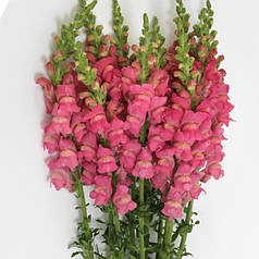 Насіння Левиний зів (Антиррінум) високорослий  Потомак F1 Rose 100 насінин Pan American