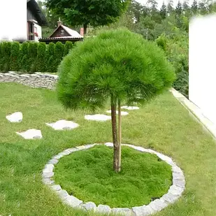 Саджанці Сосни чорної Брепо на штамбі (Pinus nigra Brepo) С2