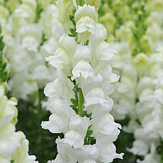 Насіння Левиний зів (Антиррінум) високорослий  Потомак F1 White 100 насінин Pan American