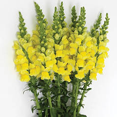 Насіння Левиний зів (Антиррінум) високорослий  Потомак F1  Yellow 100 насінин Pan American