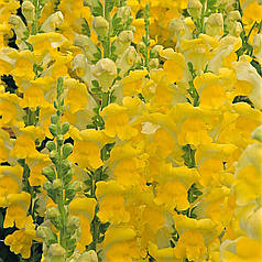 Насіння Левиний зів (Антирррінум) високорослий Увертюра  F1 Yellow  100 насінин Syngenta