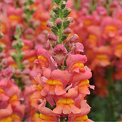 Насіння Левиний зів (Антирррінум) високорослий Увертюра  F1 Оrange 100 насінин Syngenta