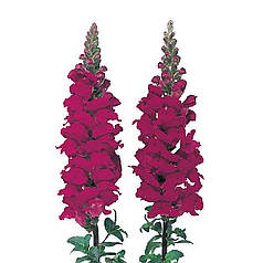 Насіння Левиний зів (Антирррінум) високорослий Адмирал F1  Сrimson 100 насінин Sakata