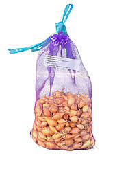 Цибуля Люсі (Сеншуй Єллоу, Свіфт) TOP - 1 кг