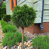 Саджанці Сосни гірської Варелла на штамбі (Pinus mugo Varella) С2