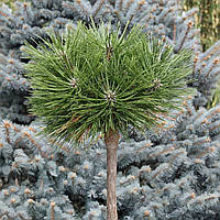 Саджанці Сосни густоквіткової Жан Клаус на штамбі (Pinus densiflora Jane Kluis) С2