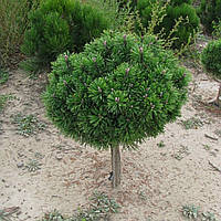 Саджанці Сосни гірської Бенджамін на штамбі (Pinus mugo Benjamin) С2