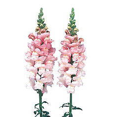 Насіння Левиний зів (Антирррінум) високорослий Адмирал F1 Pink 100 насінин Sakata