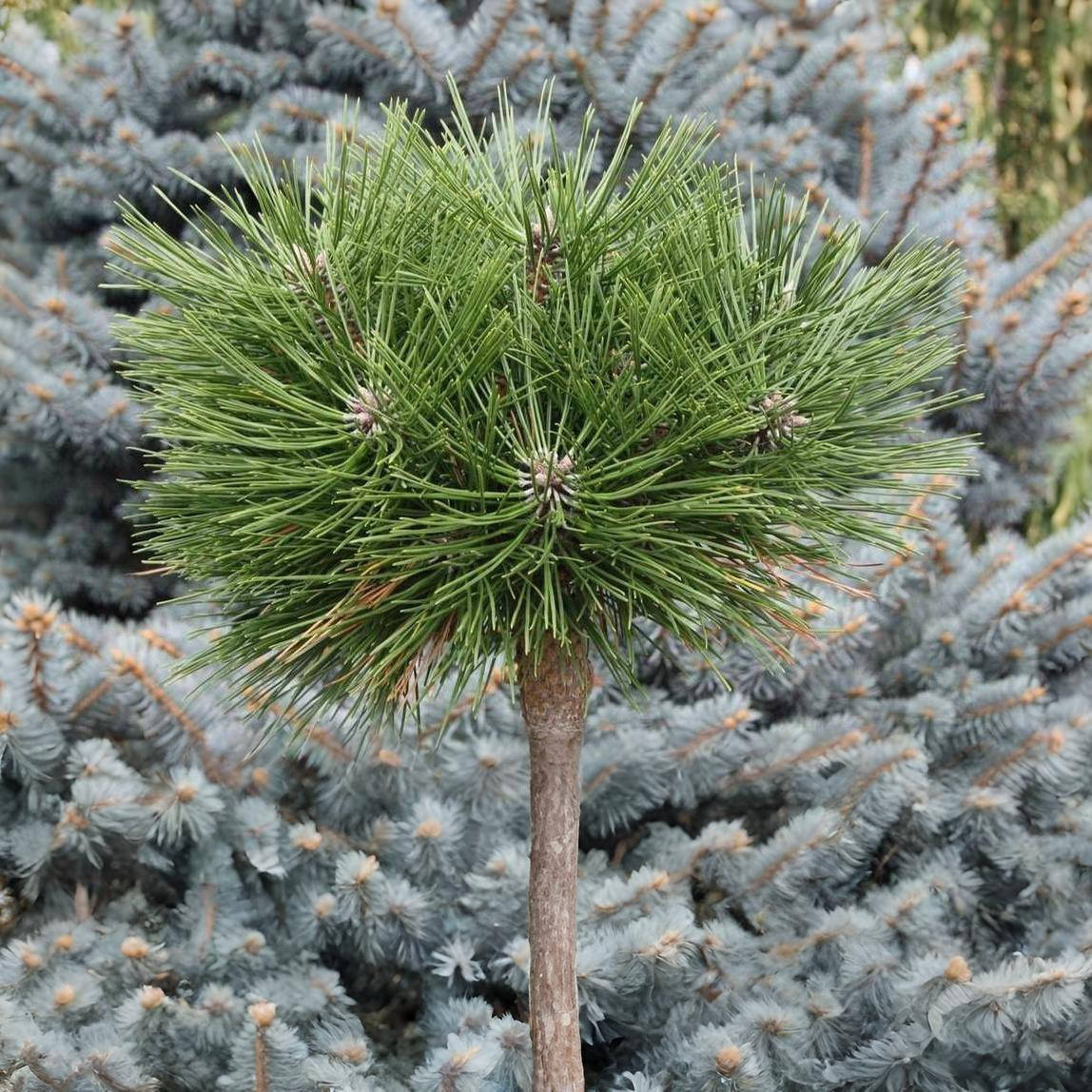 Саджанці Сосни густоквіткової Жан Клаус на штамбі (Pinus densiflora Jane Kluis) С2, фото 1