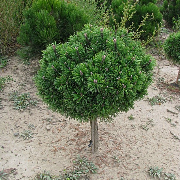 Саджанці Сосни гірської Бенджамін на штамбі (Pinus mugo Benjamin) С2, фото 1