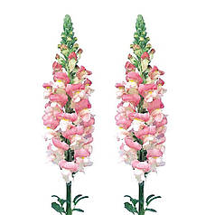 Насіння Левиний зів (Антирррінум) високорослий Адмирал F1 Pink bicolor 100 насінин Sakata