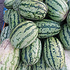 Кавун ТамТам F1 Enza Zaden/Нідерланди 5 шт (zip-paket), фото 6