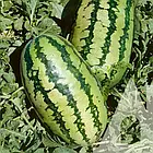 Кавун Балатон F1 Нідерланди 5 шт, фото 2