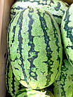 Кавун Балатон F1 Нідерланди 5 шт, фото 3