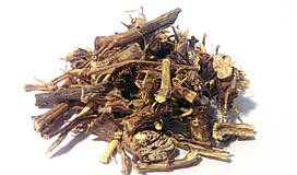 Кропива корінь