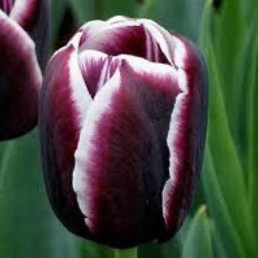 Тюльпан тріумф Tiramisu 12+, фото 1