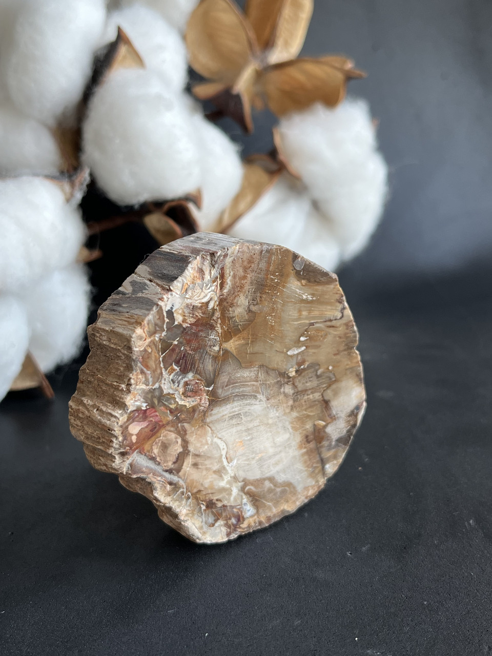 Скам'яніле дерево. Окам'яніле дерево. Закам'яніле дерево 61*15 мм., фото 1