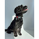 Нашийник нейлон 37-58 см 25 мм Waudog Nylon Mono чорний Collar для собак XL, фото 6