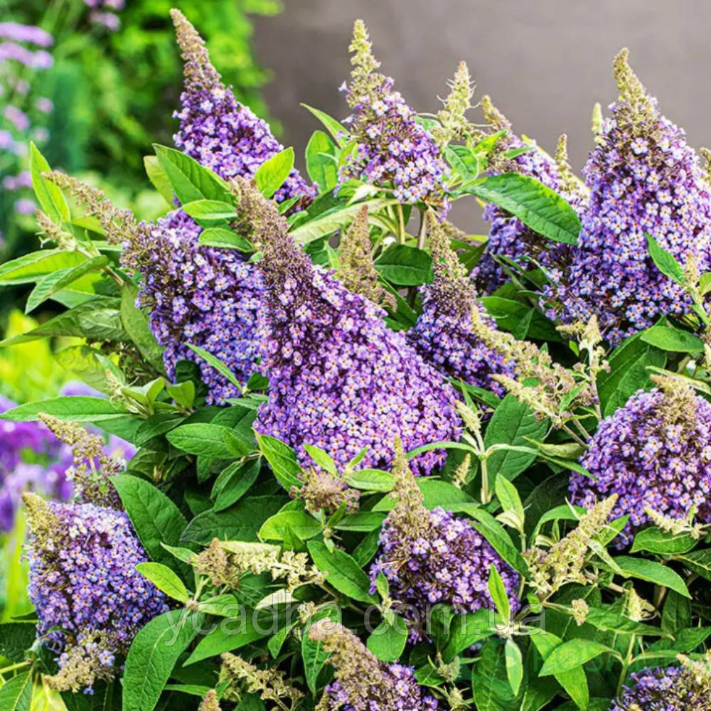 Буддлея давида Ліла Світхарт, контейнер 1л, фото 1