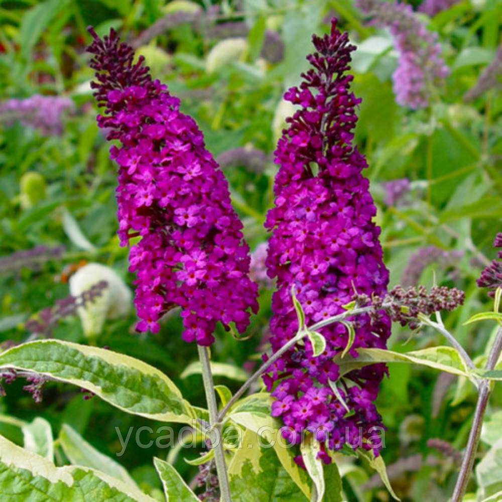 Буддлея Давида вариегатная Арлекин, контейнер 0,5л, фото 1