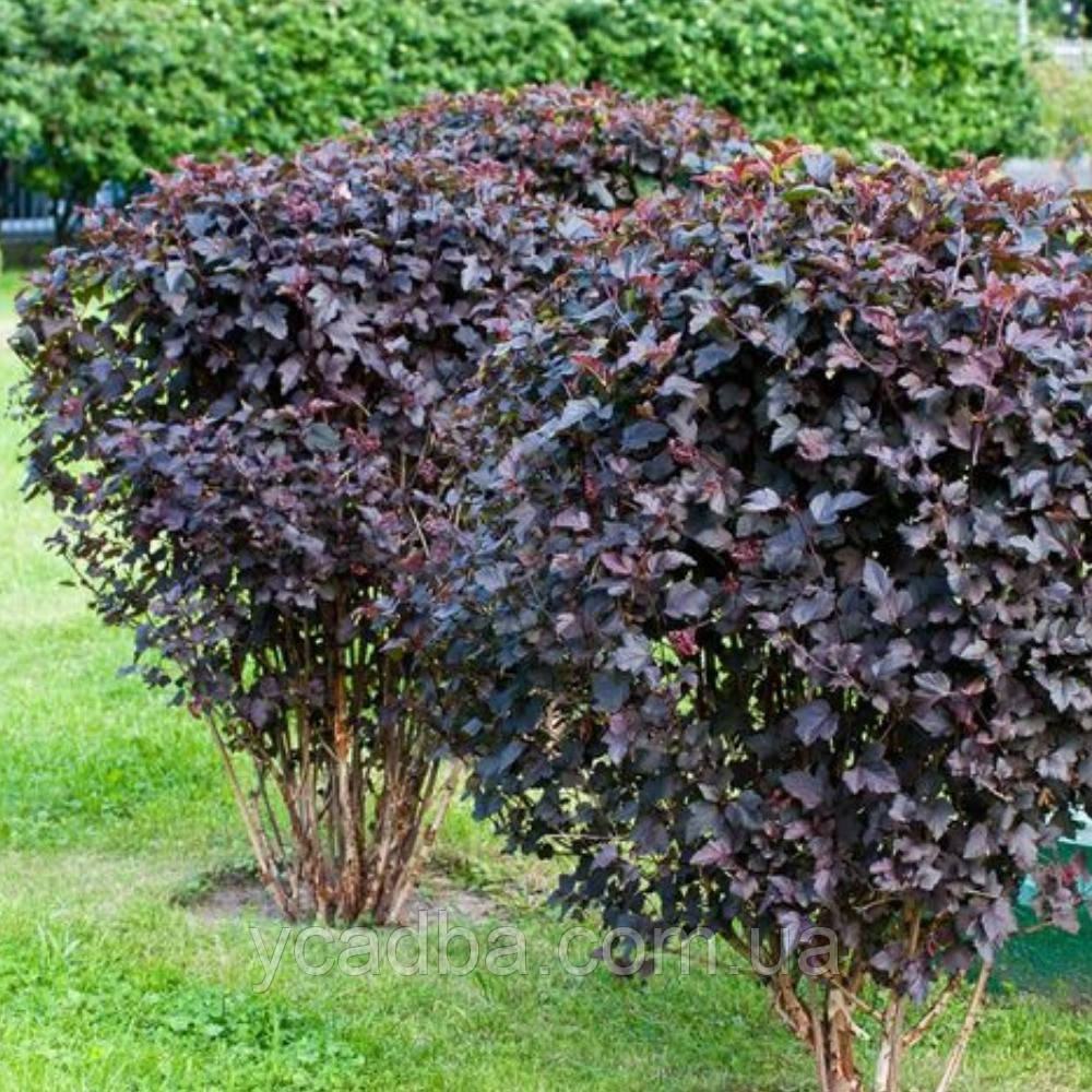 Бульбашник калинолистий Шух (контейнер 0,5л), фото 1