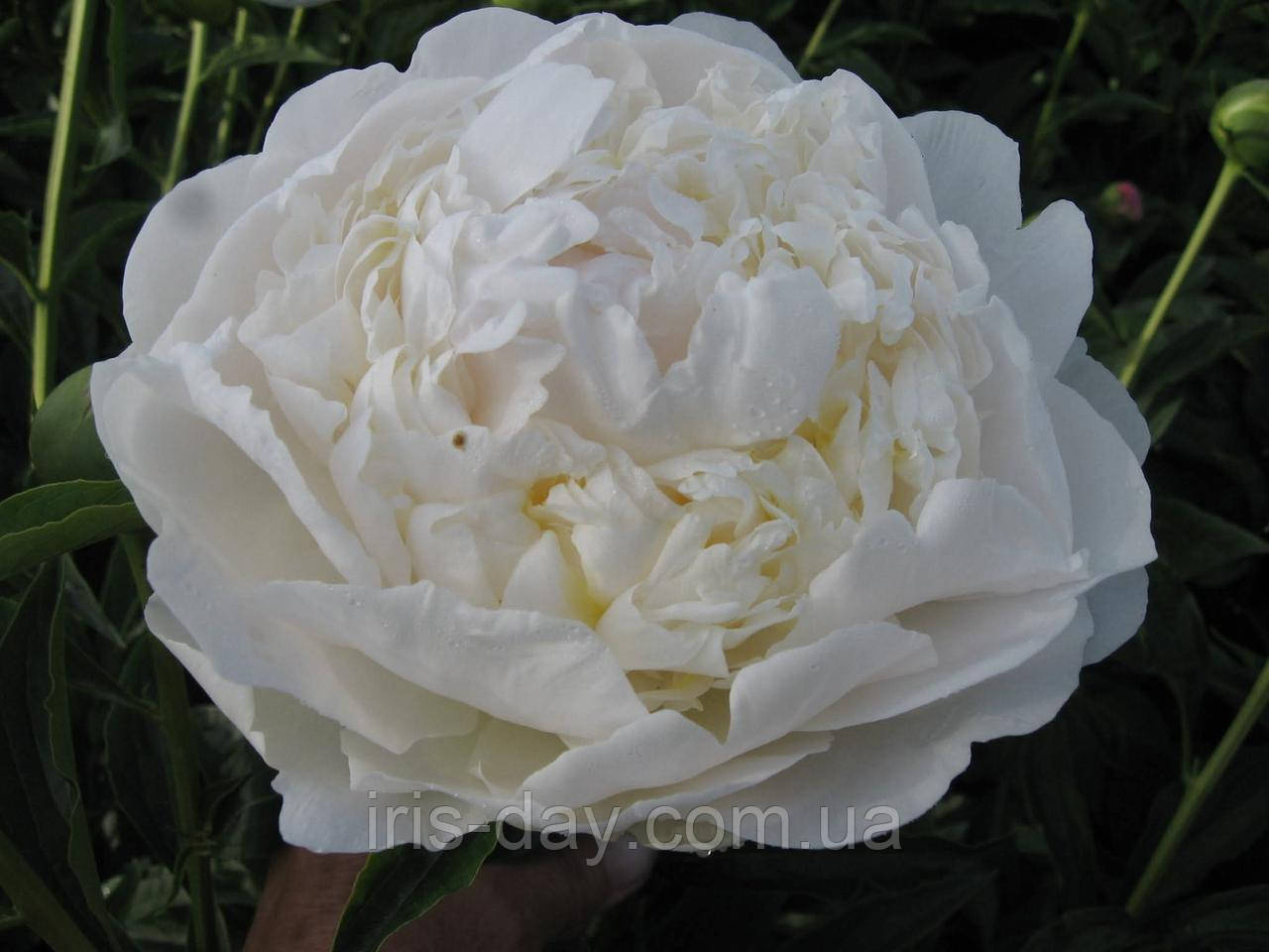 Півонія Маруся ( Скакодуб 2015) (сажники), фото 1