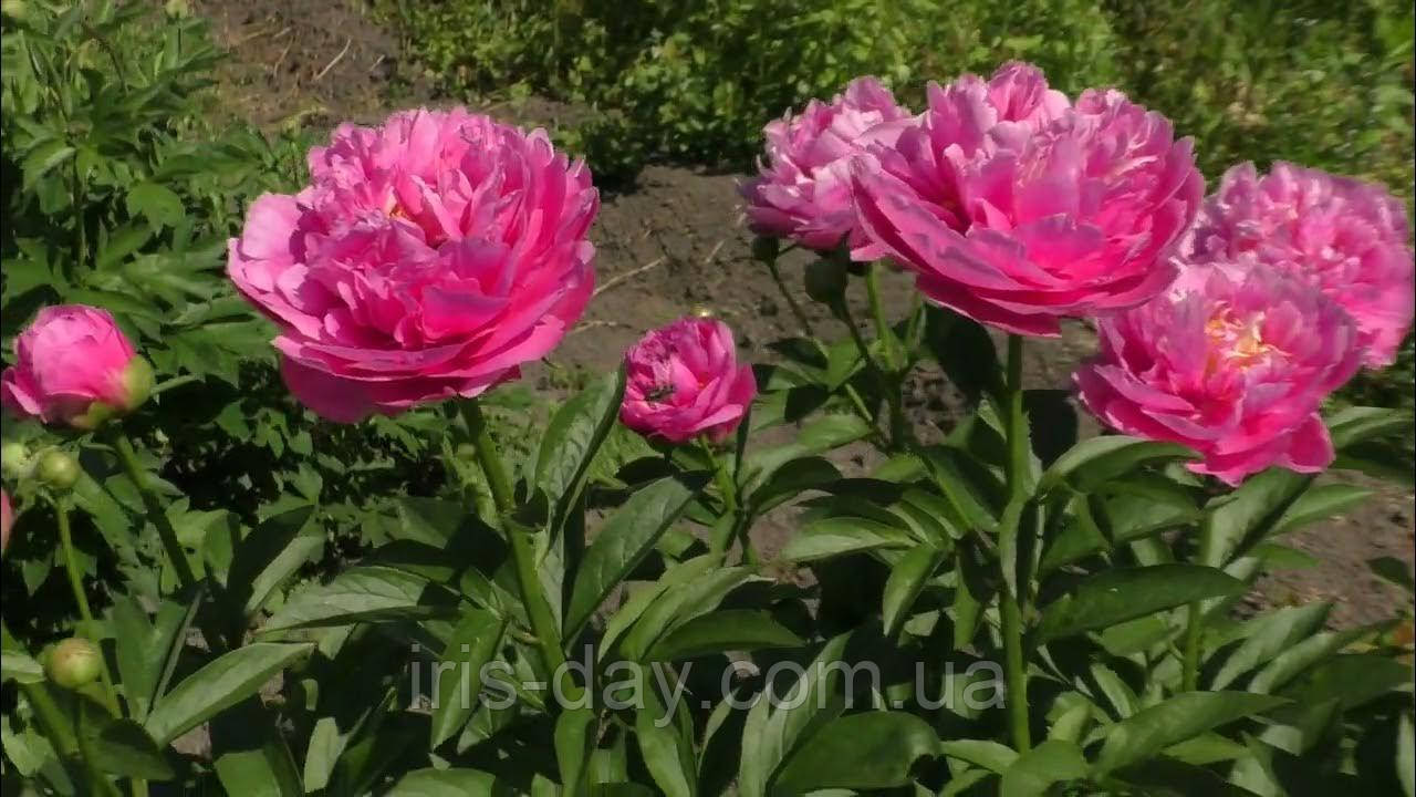 Півонія Kathy's Touch (Hollingsworth 2009) (сажільники), фото 1