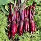 Насіння Буряк Циліндра 3 г (Leda Agro), стабільний середньоранній сорт для відкритого ґрунту та теплиць, фото 4