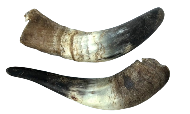 Натуральні ласощі для собак Роги бичка сушені "Bethowen" (Бетховен)