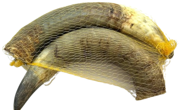 Натуральні ласощі для собак Роги буйвола сушені "Bethowen" (Бетховен)