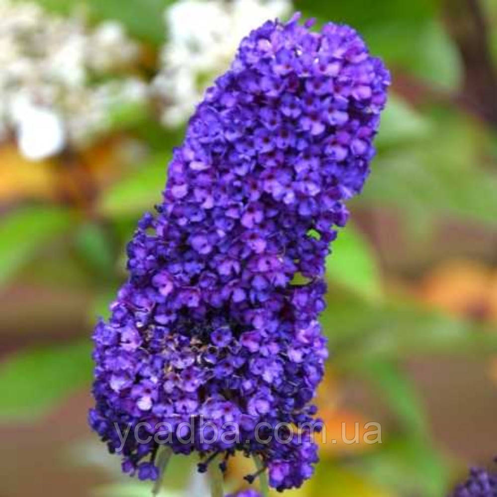 Буддлея давида Груві Грейп, контейнер 1л, фото 1