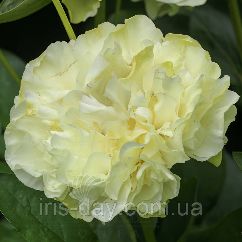 Півонія Cariad (сажниці), фото 1