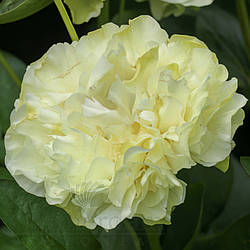 Півонія Cariad (сажниці)