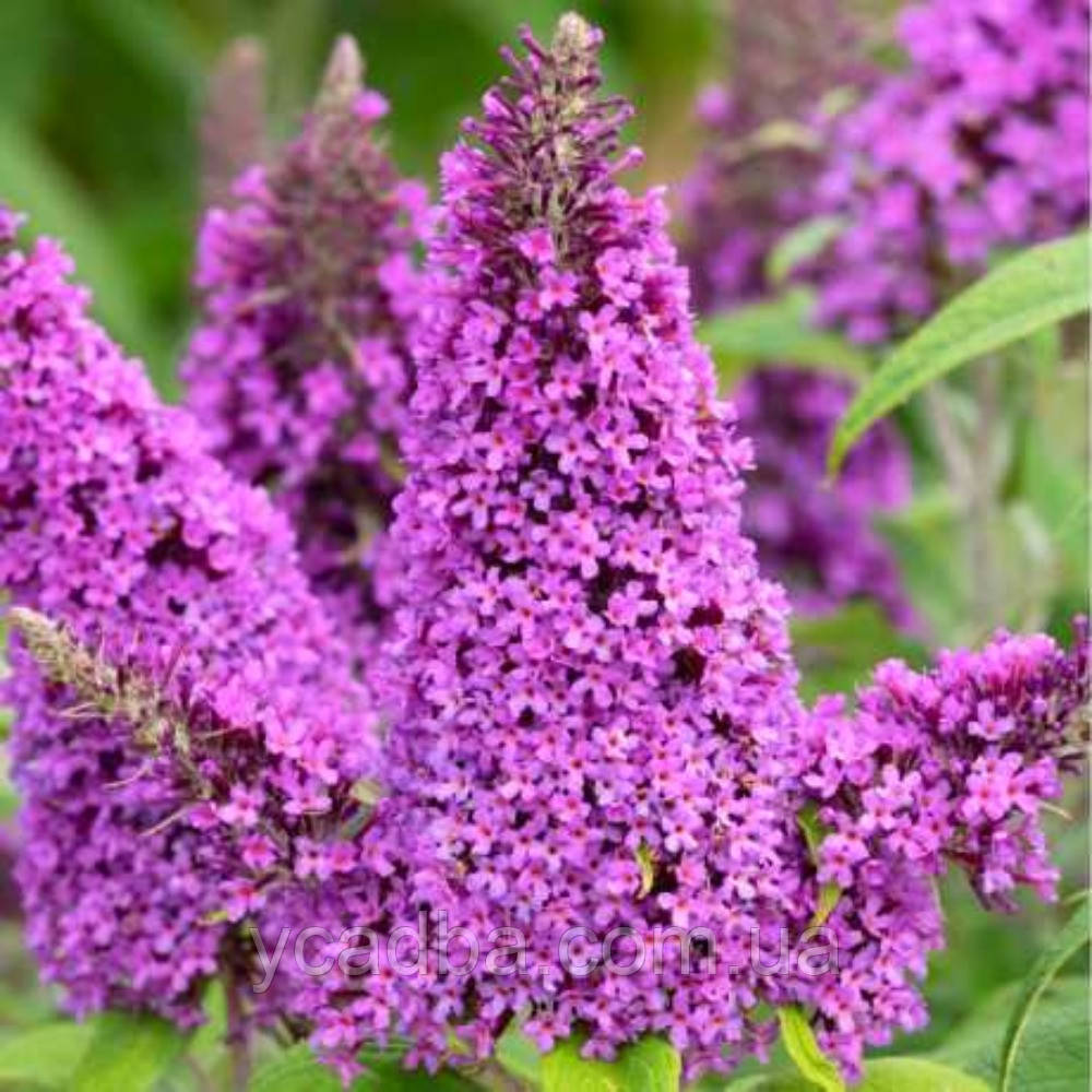 Буддлея Давида Іль де Франс, контейнер 0.5л, фото 1