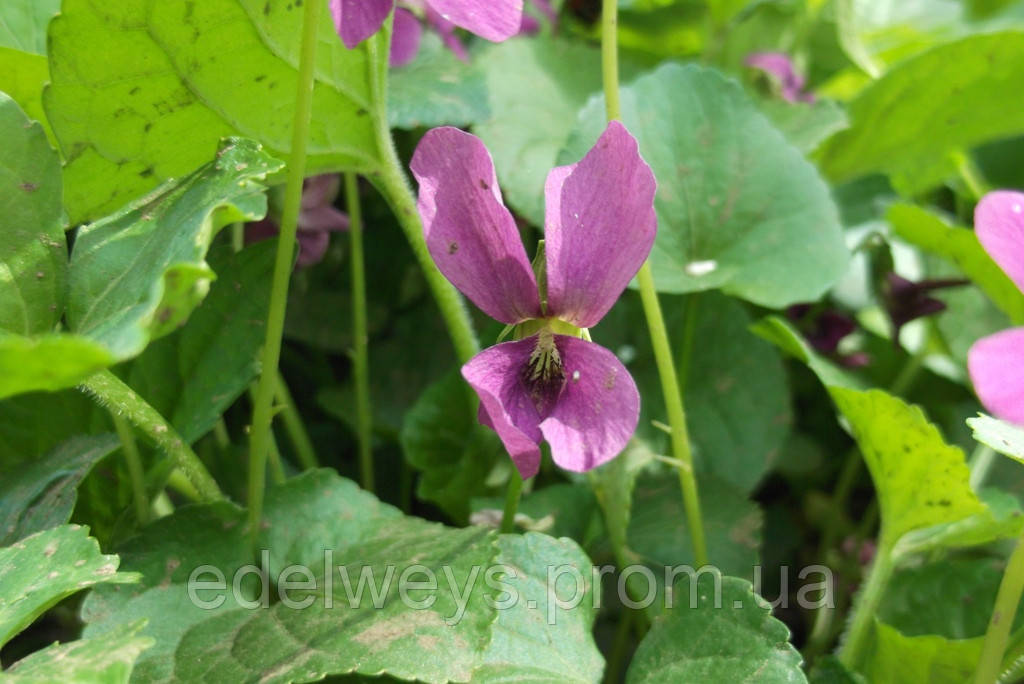 Фиалка сестринская рубра фото и описание