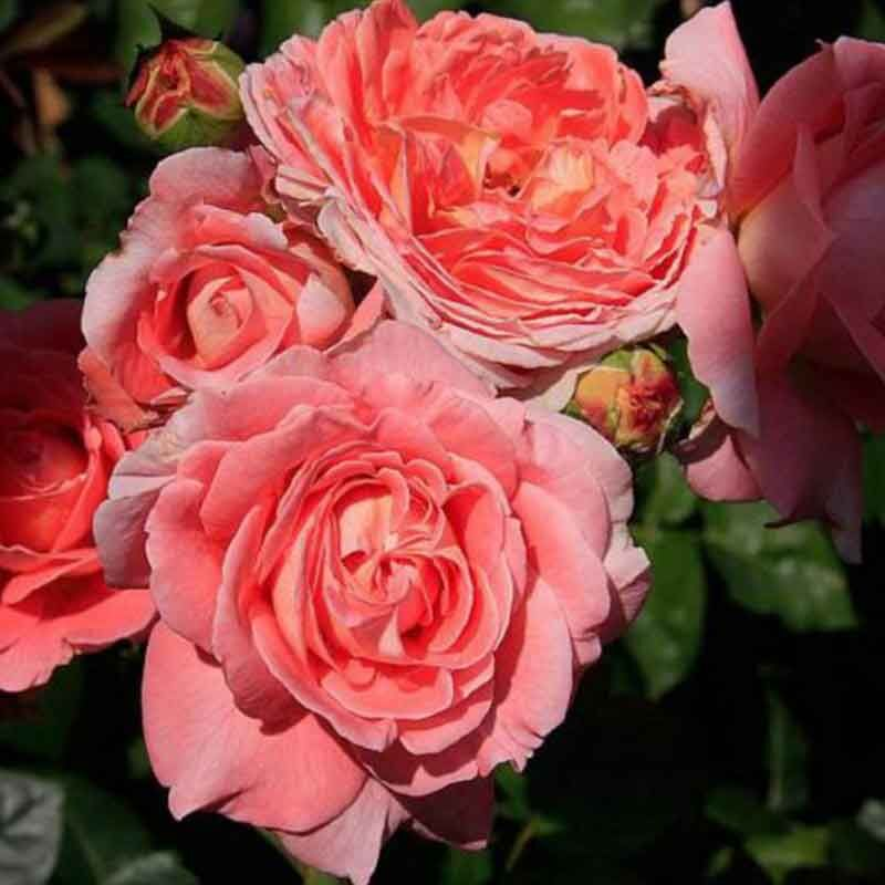 Саджанці англійської троянди Нотр Дам де Розарі (Rose Notre Dame du Rosaire), фото 1