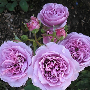 Саджанці троянди флорибунда Лавендер Айс (Rose Lavender Ice)