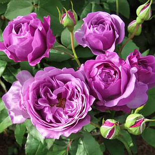 Саджанці троянди флорибунда Мінерва (Rose floribunda Minerva)