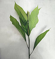 Авокадо кімнатний.Чорнки для щеплення, укорочення.