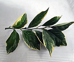 Апельсин варієгатний кімнатний.Чорнинки для щеплення, укоренення.