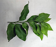 Бергамот кімнатний.Чорнки для щеплення, укорочення.