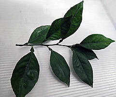 Греьопфрут кімнатний.Чорни для щеплення, укорочення.