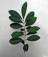 Гуаява суниця кімнатна.Черенки для щеплення, укоренення.